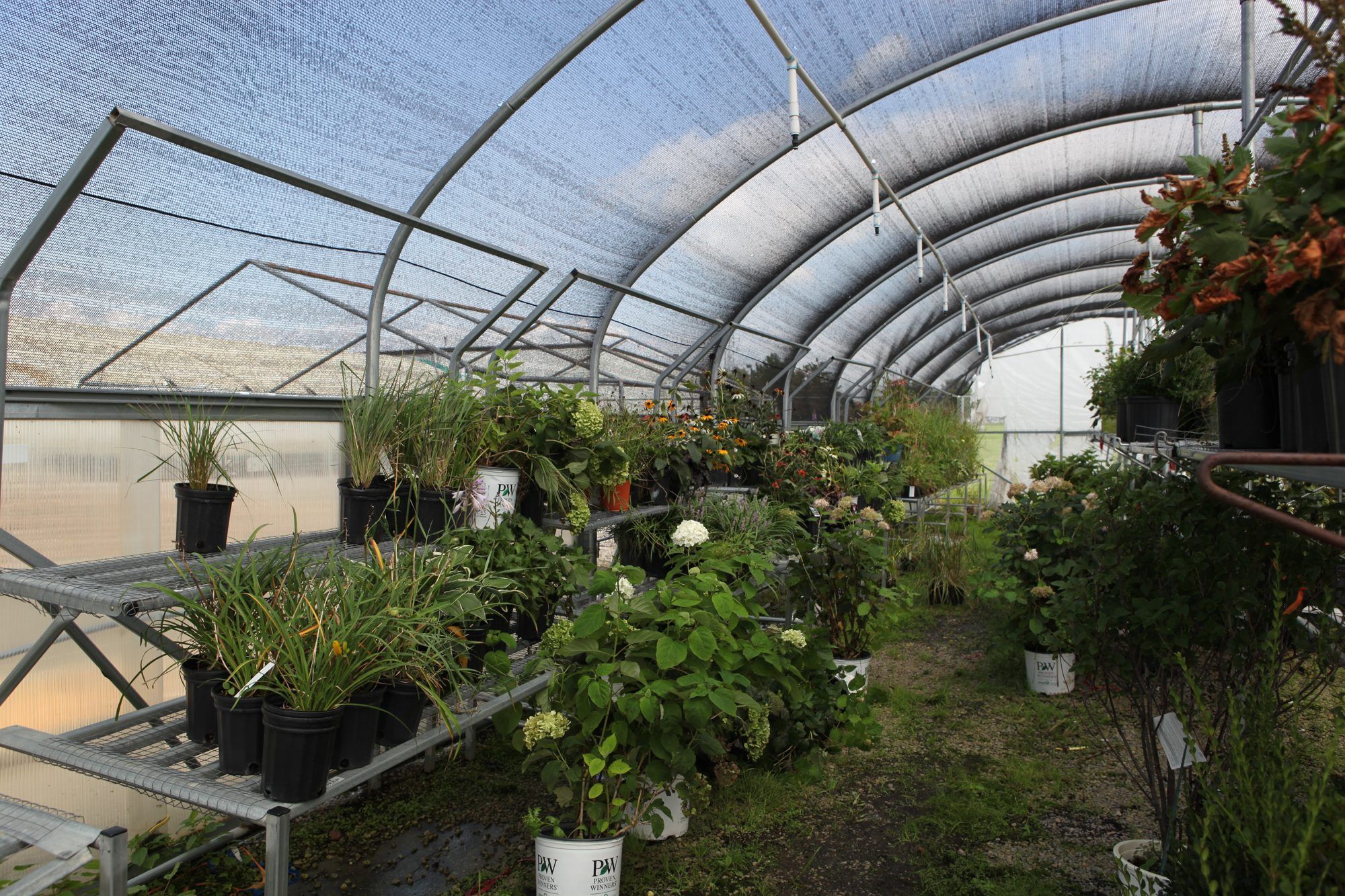 Annuals and perennials growing in the F&W greenhouse
