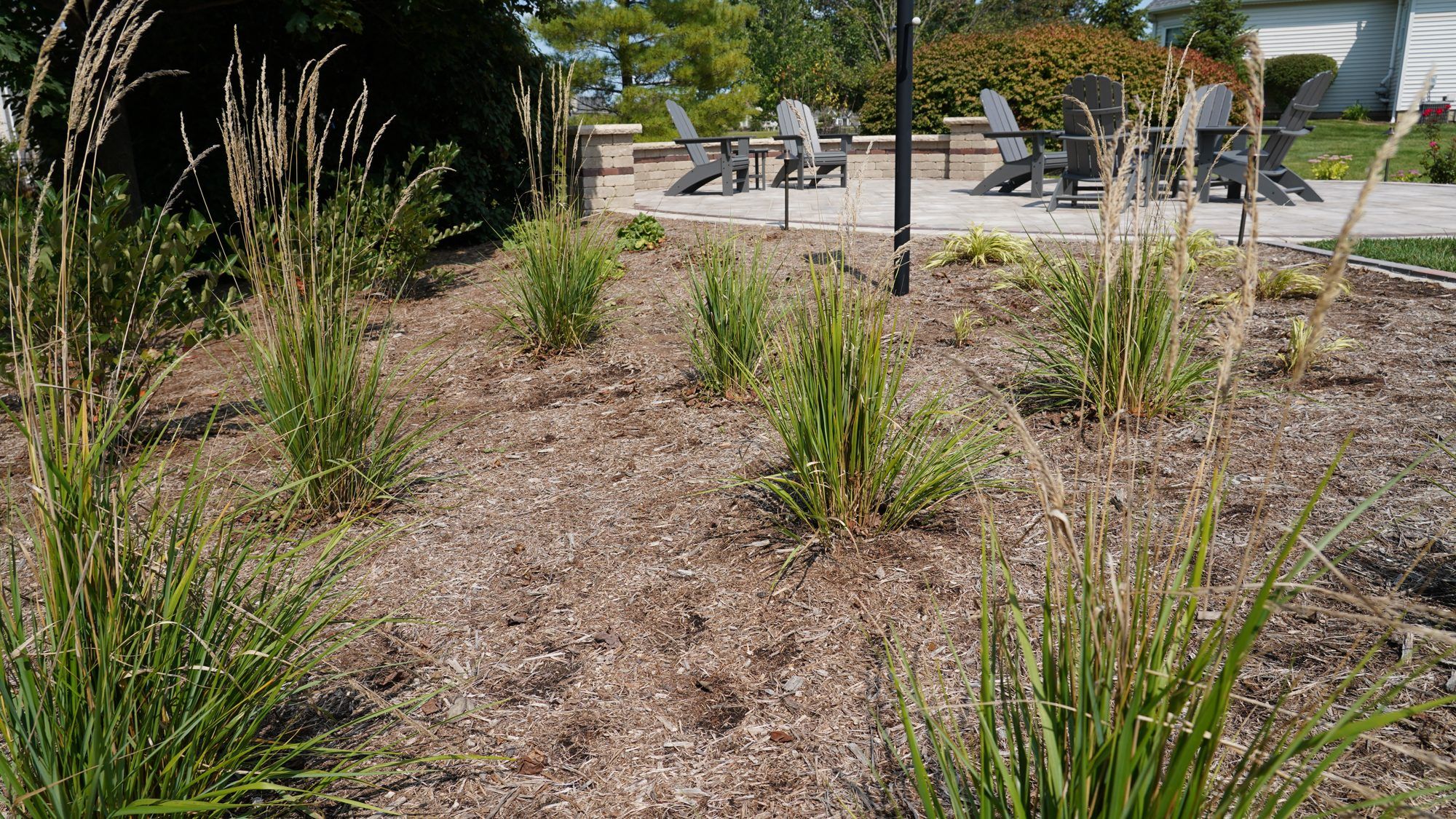 Ornamental grasses in a mulched bed beside a paver patio