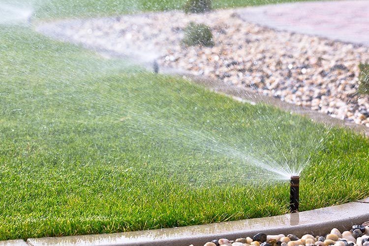 Pop-up sprinkler head watering a lawn along a river-rock bed