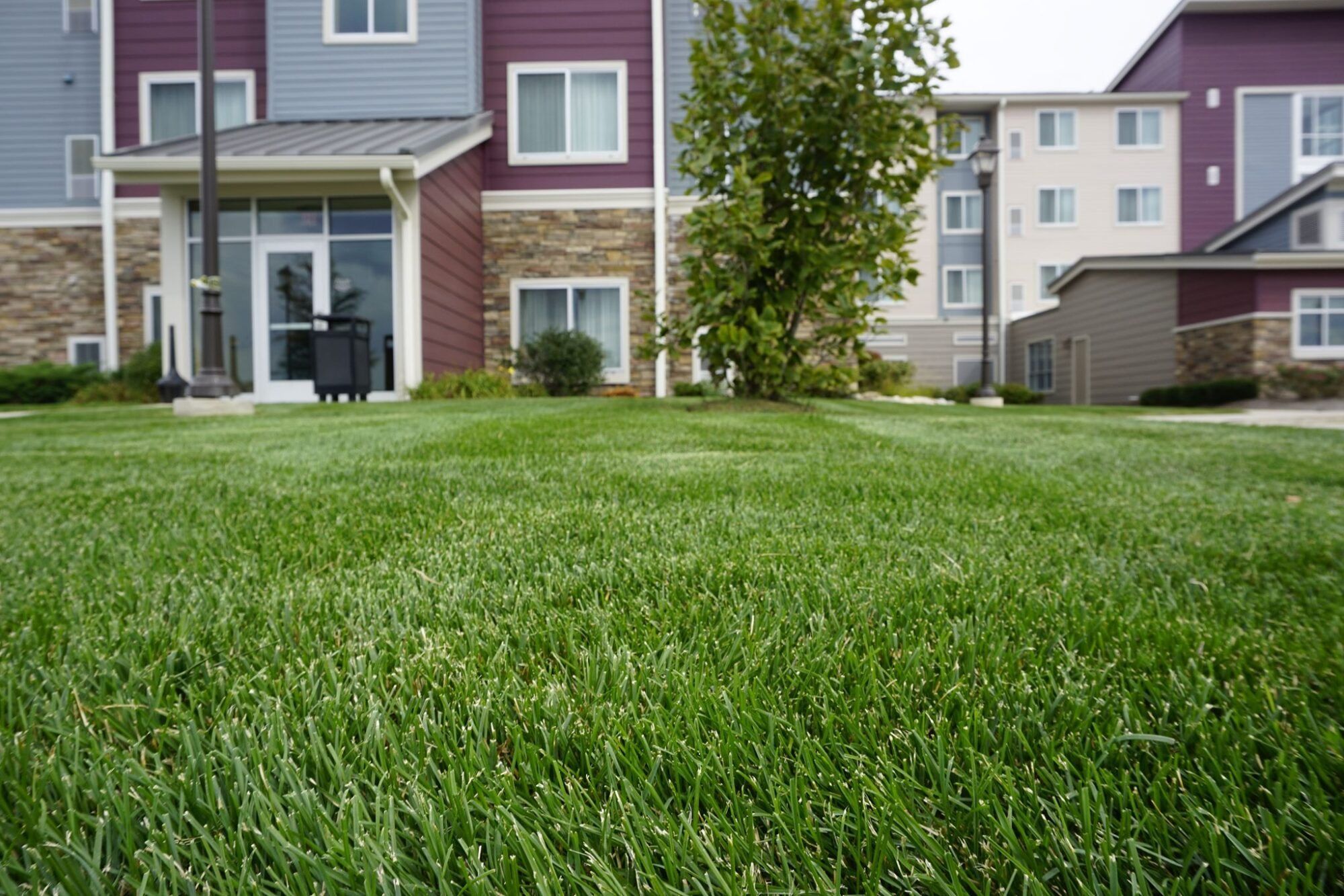 Freshly mowed, striped lawn in front of an apartment community
