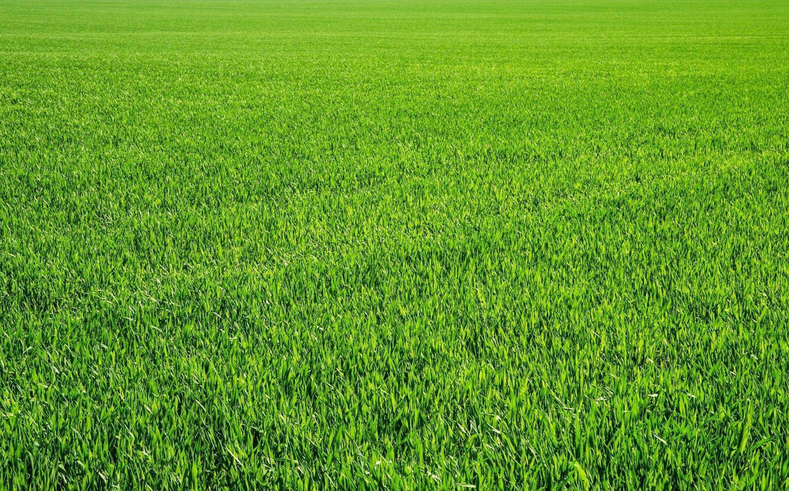 Thick, healthy, weed-free green lawn grass