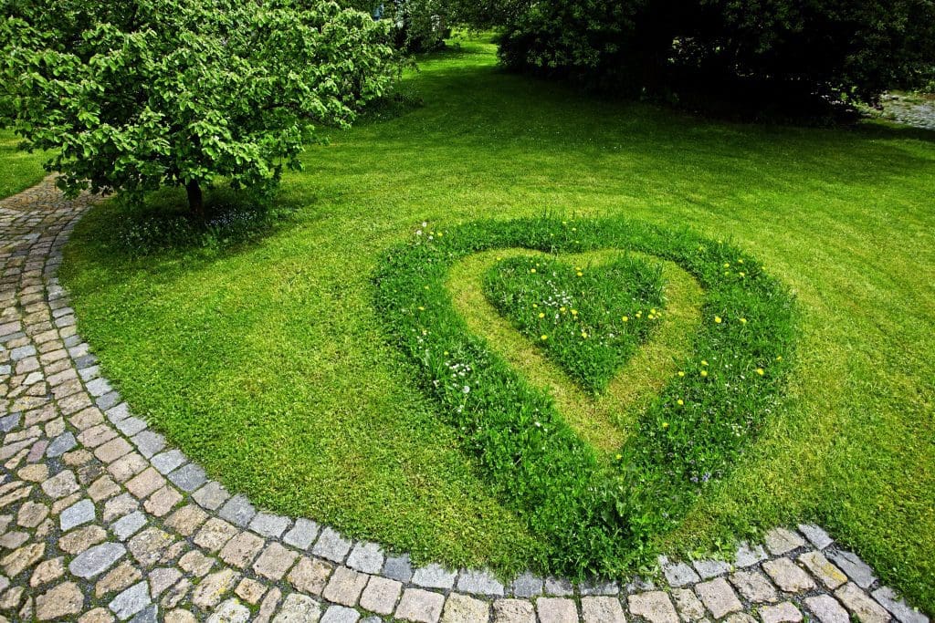 heart-shape-grass
