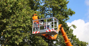 tree care services in bloomington illinois